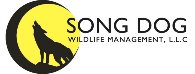 Song Dog Wildlife